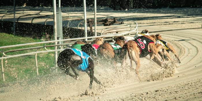 เวลส์จะห้ามการแข่งขัน Greyhound Racing, ส่วนที่เหลือของสหราชอาณาจักรไม่มีแผนการดังกล่าว