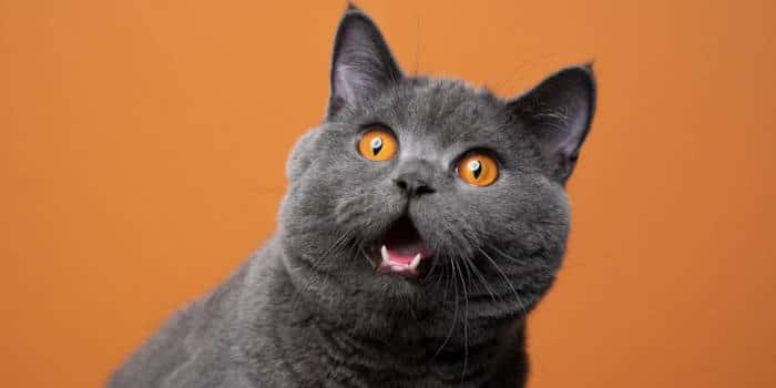 Caesars นำเสนอ Kitty Glitter Grand สู่คาสิโนออนไลน์และที่ตั้งที่เป็นจริงของตัวเอง